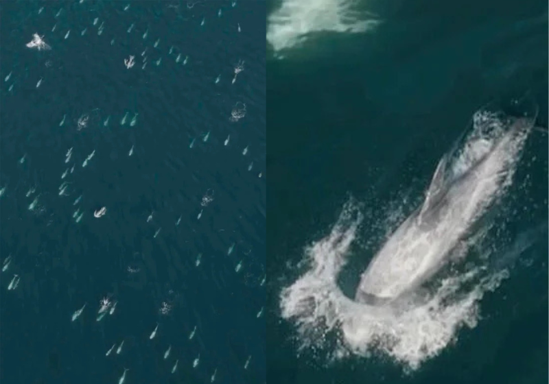 Cena linda: 1.500 golfinhos brincam e pulam em volta de barco, “foi incrível”; vídeo