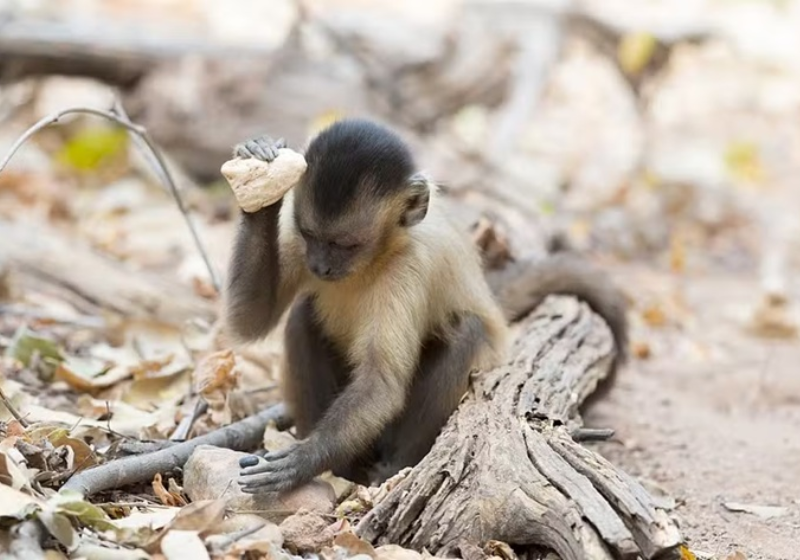 Macacos estão evoluindo: usam pedra lascada para quebrar frutos como homo sapiens