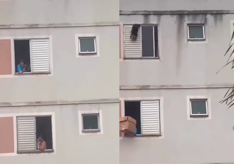 Moradora salva cachorrinho pendurado na janela do 5º andar de prédio com caixa de papelão; vídeo