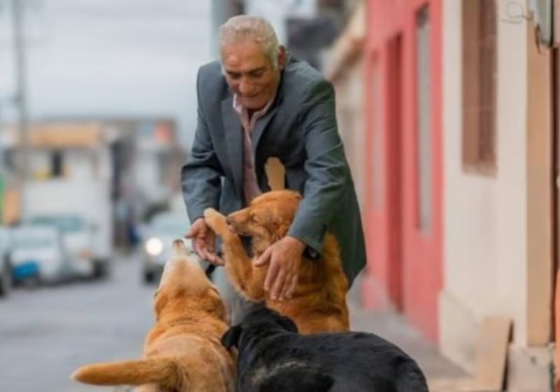 Héctor Narváez é um idoso para lá de determinado, entrou na Universidade de Alba, no Chile, para cursar medicina veterinária porque quer cuidar dos animais e não preocupa com dinheiro e tempo. Foto: AS