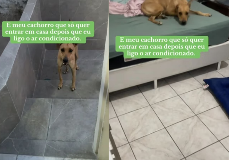 Caramelo exigente só entra em casa se tutora ligar o ar-condicionado; vídeo