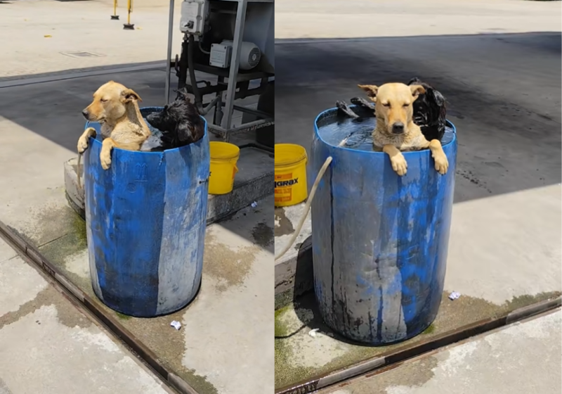 Os dois cachorrinhos adotados por frentistas driblaram o calor carioca com um mega banho de balde em um posto de gasolina do Rio de Janeiro. - Foto: @theboy1899