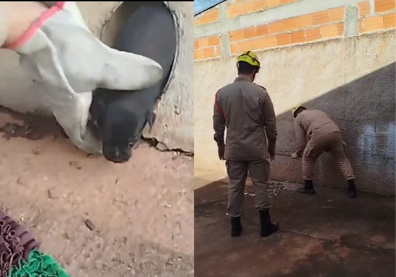 Bombeiros resgatam cachorrinho preso em cano de construção; vídeo