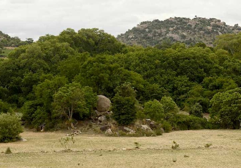 Árvore gigante entra para o Guinness; parece uma floresta e tem 650 anos