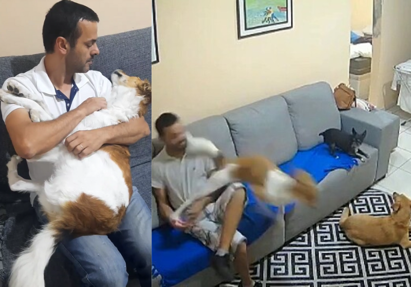 Saia do celular já! Cachorro dá voadora no tutor para pedir atenção; vídeo