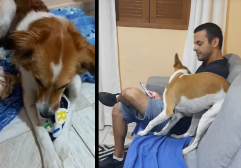 No geral, dizem os tutores, Frederico é amoroso e carinhoso, ama ficar perto do Cleiton, o humano. Foto: @paulisangelasilva 