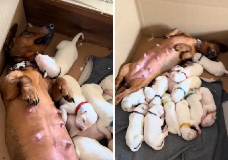 Cachorra salsicha adota filhotes de dálmata que morreu no parto e produz leite; vídeo