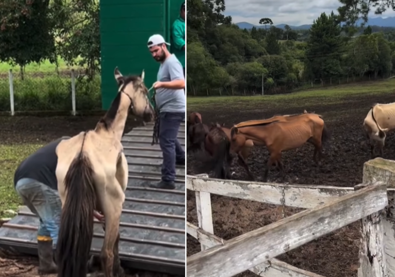 Polícia resgata 40 cavalos que passavam fome e prende homem por maus-tratos; vídeo