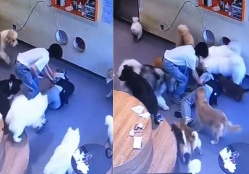 Cachorros ‘socorrem’ cuidadora que levou uma queda e vídeo viraliza no mundo