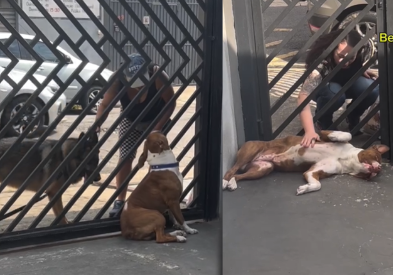 Theodoro ama um carinho, um cafuné e um mimo. Quem não? Foto: @theodoro.pit