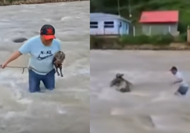 A correnteza não atrapalha a determinação desse homem, que enfrenta a força da água e salva o gatinho, apavorado e ilhado uma rocha no meio de um rio, no Peru. Foto: El Universal