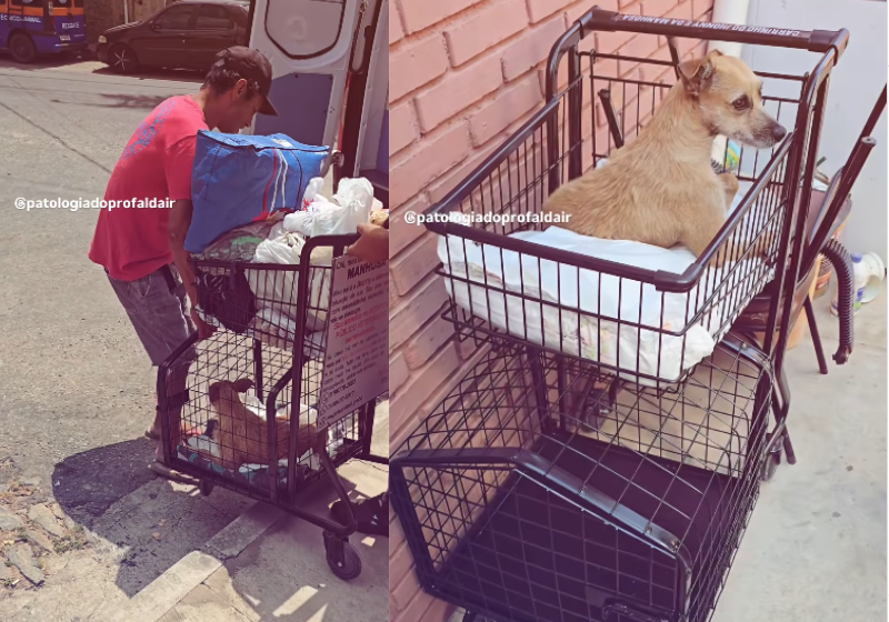 Agora, em situação de rua, Jhonny e Manhosa podem circular com mais liberdade, depois que a plaquinha contra roubo foi fixada no carrinho de trabalho do humano. Foto: @patologiadoprofaldair 