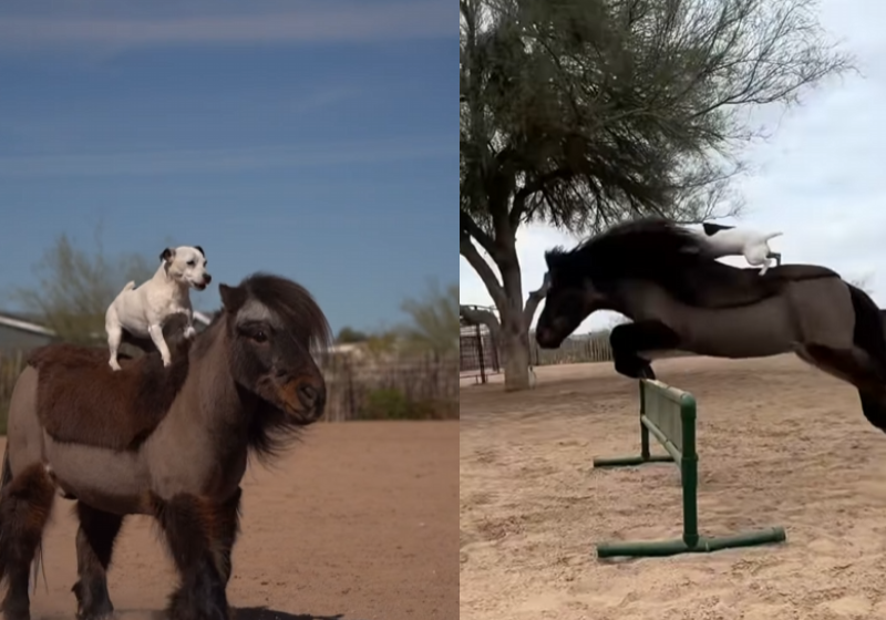 Cachorrinho mostra grandes habilidades como cavaleiro; virou amigo de um pônei