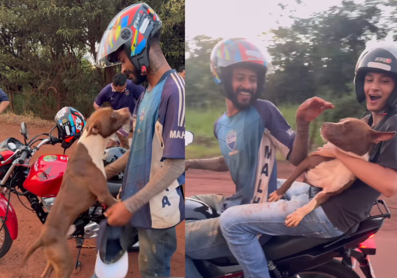 Motociclista se encanta com pitbull abandonado na estrada, adota o bichinho e ele fica lindo; vídeo