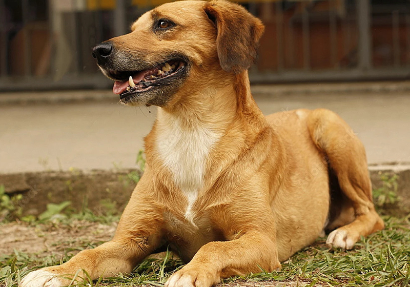 Campanha para “Caramelo” ser reconhecido como raça de cachorro cresce no Brasil