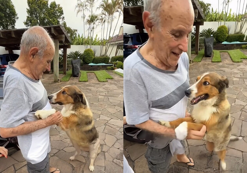 Idoso com Alzheimer se lembra de cãozinho, velho companheiro e emociona redes; vídeo