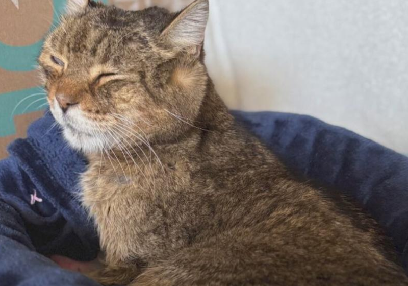 Gatinho desaparecido há 7 anos volta para a família; “inacreditável”