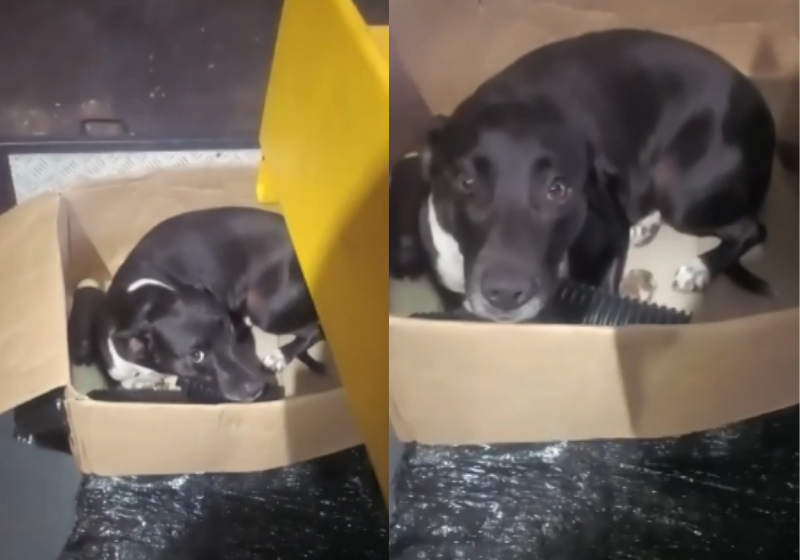 Cachorrinha com gravidez psicológica adota amortecedores de carro e produz leite em oficina