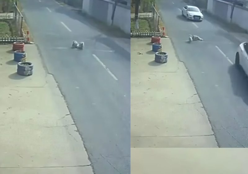 O ato heroico de dois cãezinhos vira-latas que salvam um amigo cachorro atropelado foi recompensado pelo tutor do bichinho ferido, o humano resolveu adotar os heróis. Foto: reprodução/Reuters/ @deniseadote3 
