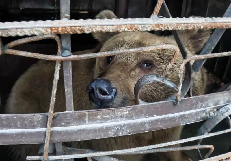 Noah, depois de ser resgatado, ficou sete dias seguidos dormindo numa cama especial feita por ele. Foto: International Animal Rescue