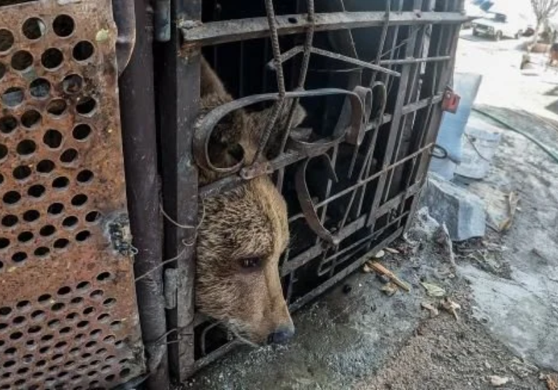 O urso apresenta vários problemas de saúde: feridas nas patas, abalo psicológico e dentes quebrados. Foto: International Animal Rescue