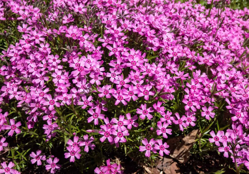 As flores Phlox subulata, nativas do leste dos EUA, que deram o nome à microlua, são chamadas de rosa da montanha. Foto: Kristine Rad Shutterstock