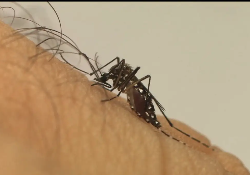 A vacina contra Chikungunya, autorizada pela Anvisa, é um alívio para a doença que avança no Brasil e vários outros países das Américas. Foto: Agência Brasil