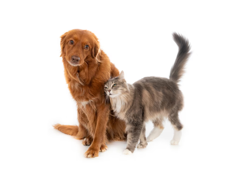 O AlertFido já reúne cadastro de 1,5 milhão de pets desaparecidos nos EUA. Foto: Freepik