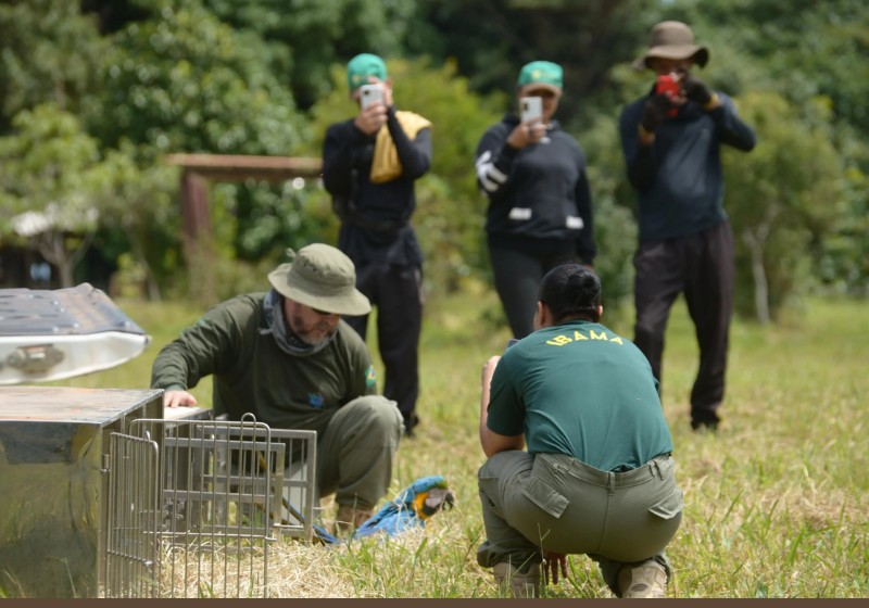 As araras canindé, confundidas com papagaios, estão de volta à natureza. Foto: @tiktokibama