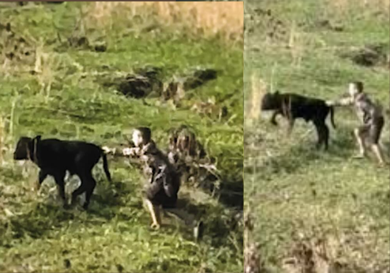 Se não fosse a insistência do menino, a vaca e o bezerrinho certamente não teriam um final feliz. Foto: Morgan Ban/SWNS 