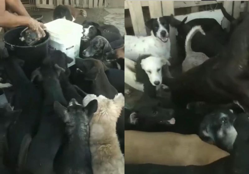 Dona Ivone alimentando os 100 cães que regatou das ruas de Maceió. - Fotos: arquivo pessoal