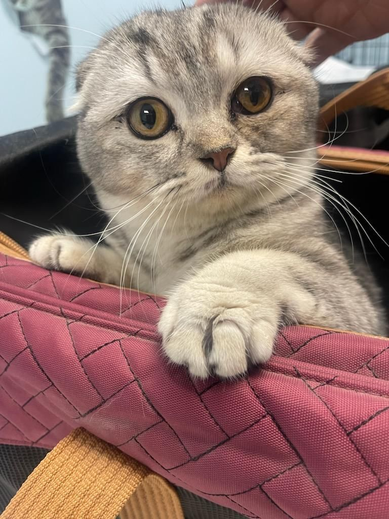 O gatinho está em um lar provisório. Ele ficou bem mais calmo! - Foto: John Debacker