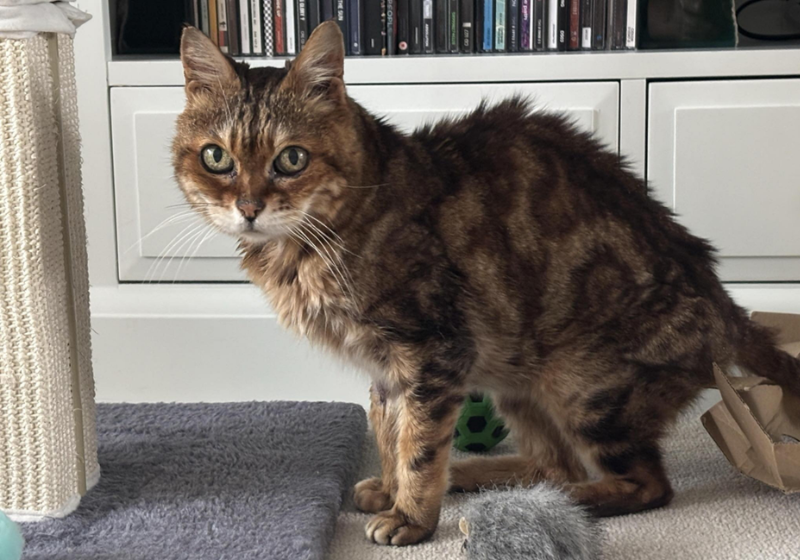 A gatinha fujona ficou desaparecida por 16 anos na Inglaterra, mas foi encontrada graças a um veterinário. - Foto: SWNS