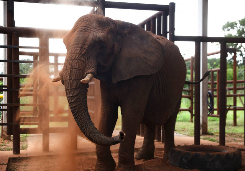 Elefanta que viveu 30 anos em zoológico na Argentina se adapta em santuário no Brasil