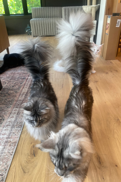 Segundo a tutora, o animal é bem calmo e carinhoso. - Foto: Guinness