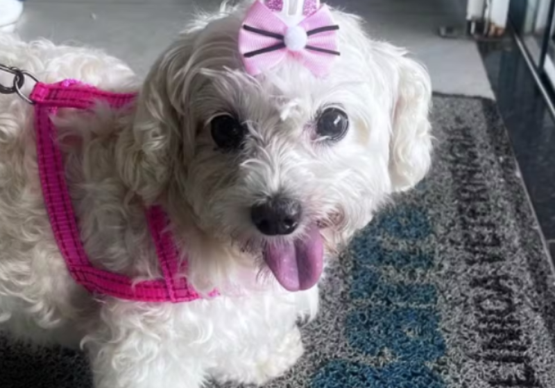 Julie, essa simpática Maltês de 15 anos, agora terá uma família humana nova e que a ama muito. Foto: Fundema