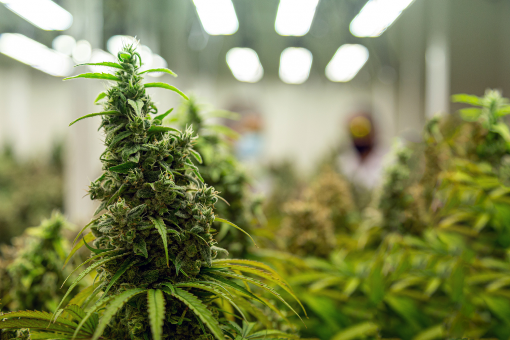 Em respostas as críticas, os responsáveis pelo programa disseram que estão fazendo justiça social. - Foto: Yanukit Raiva/Getty Images