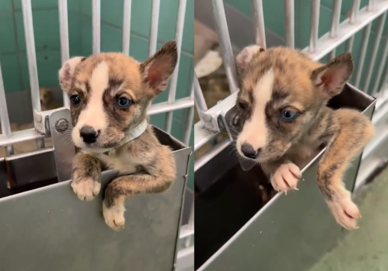 Mason, o cãozinho com olhar de pedido de socorro, salva, assim a si e aos irmãozinhos da eutanásia, nos EUA, e juntos são levados para um abrigo em busca de um lar adotivo. Viva! Foto: @madtotherescue 