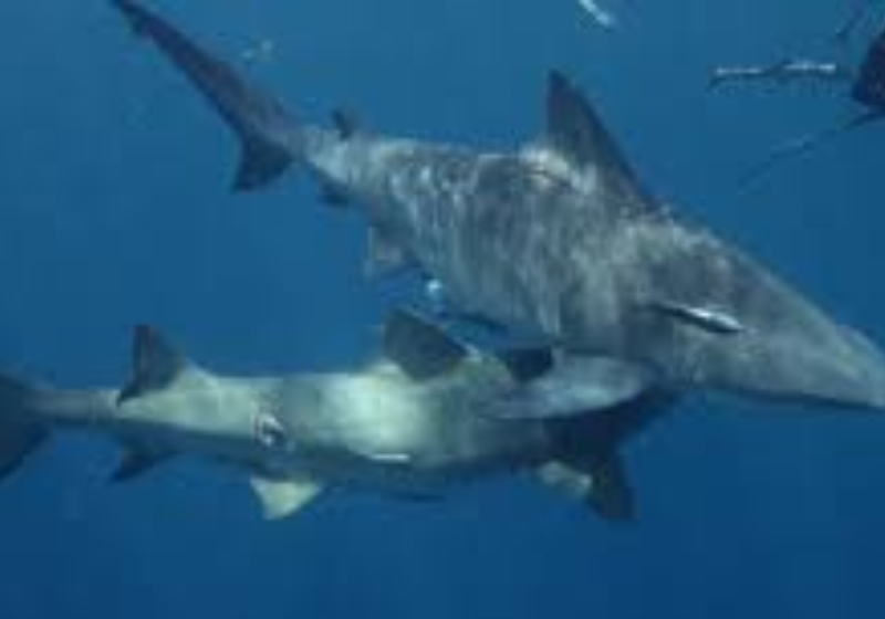 O tubarão touro é comum em águas rasas e são frequentes os ataques a pessoas. Foto: Freepik