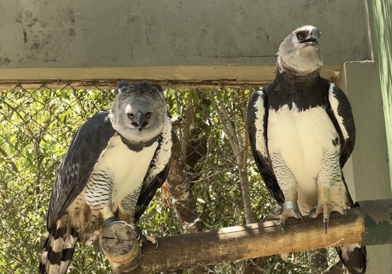 Esses são harpias, o chamado gavião real, ameaçadas de extinção, mas preservadas por Roberto Azevedo. Foto: Projeto Reserva