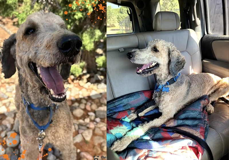 Amor e cuidados transformaram a vida desse cachorrinho que, agora, tem uma nova família. Foto: Best Friends Animal Sanctuary
