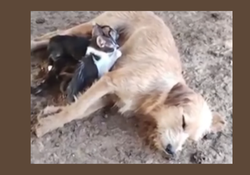 Essa cadela jamais deu à luz, mas adota quatro filhotes de gato, como se fossem dela. O inusitado aconteceu em Inhapim, MG. Foto: G1