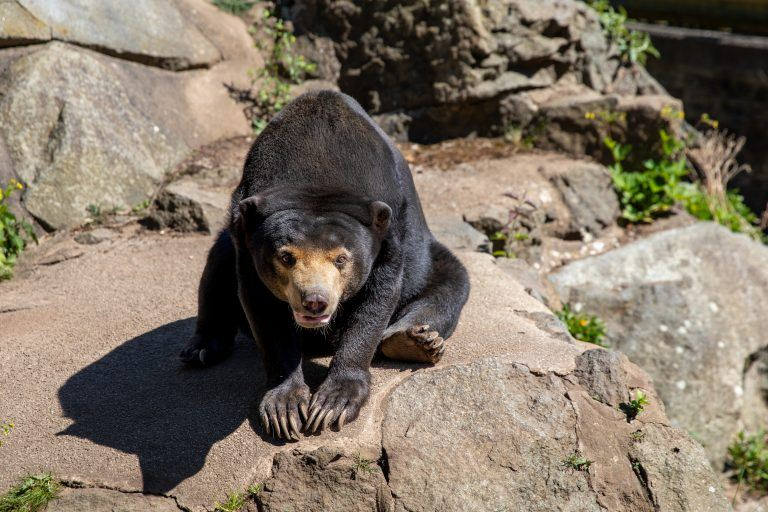 Babu surpreendeu toda a equipe do Zoo após se curar. - Foto: RZSS