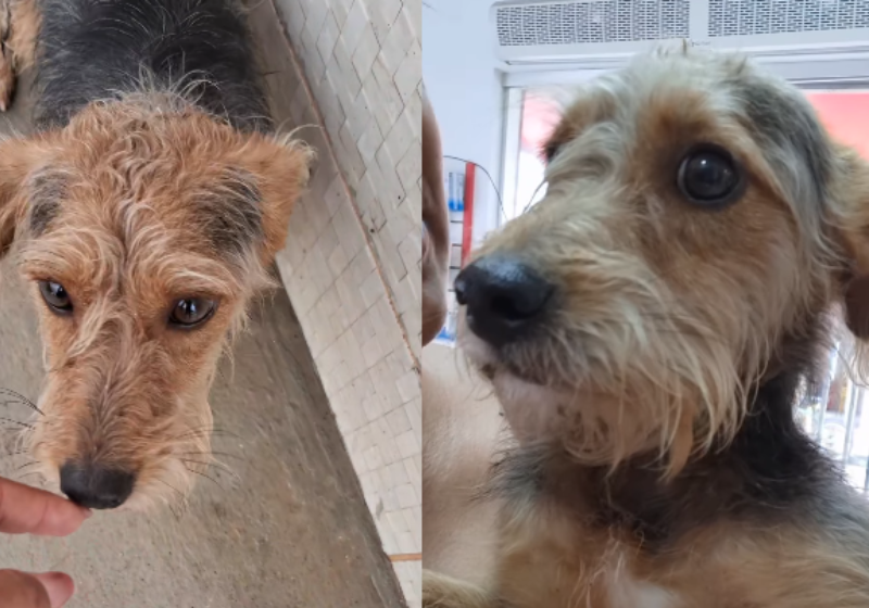 A mulher, da Bahia, foi à farmácia comprar remédio e voltou com um cãozinho fiapo de manga para casa. Adoção com final feliz. - Foto: @simaradoprojetoresgate/Instagram