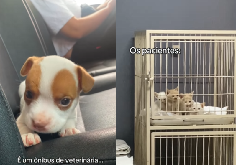 Cachorrinhos e gatinhos fofinhos fazem parte da rotina de Malu. Gracinha! - Foto: @malunavet_/Instagram