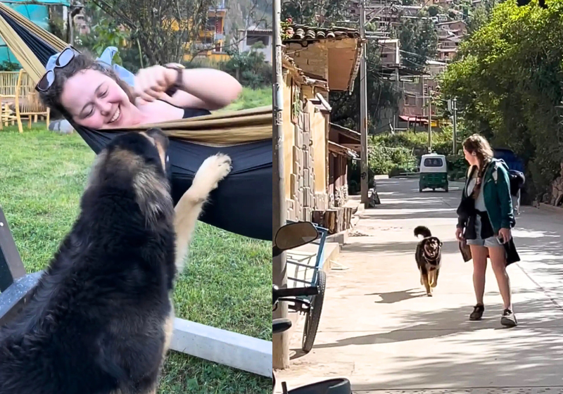 Turista adota cachorrinho que a protegeu durante as férias todas