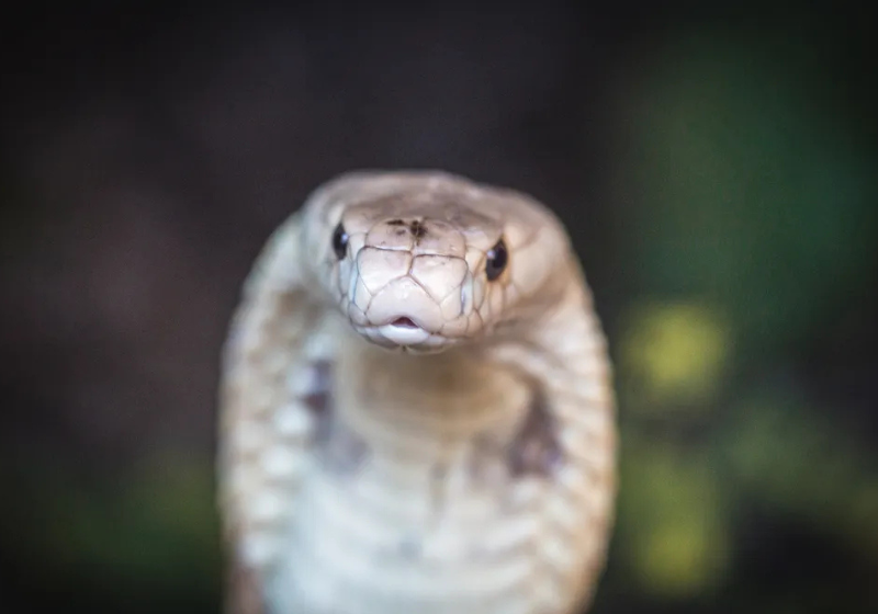 Novo antídoto neutraliza veneno mortal das 19 cobras mais perigosas, graças a homem picado 200 vezes O antídoto feito a partir do corpo de um homem dos Estados Unidos, picado 200 vezes, consegue neutralizar o veneno mortal de 19 cobras. - Foto: Ivan Mattos/Zoológico de Brasília