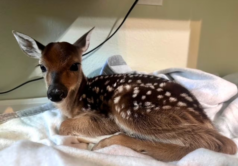 O homem, de Oklahoma (EUA), salvou o filhotinho de veado, com um parto de emergência na estrada, depois que a mãe do animal foi atropelada. - Foto: Muskogee City Hall