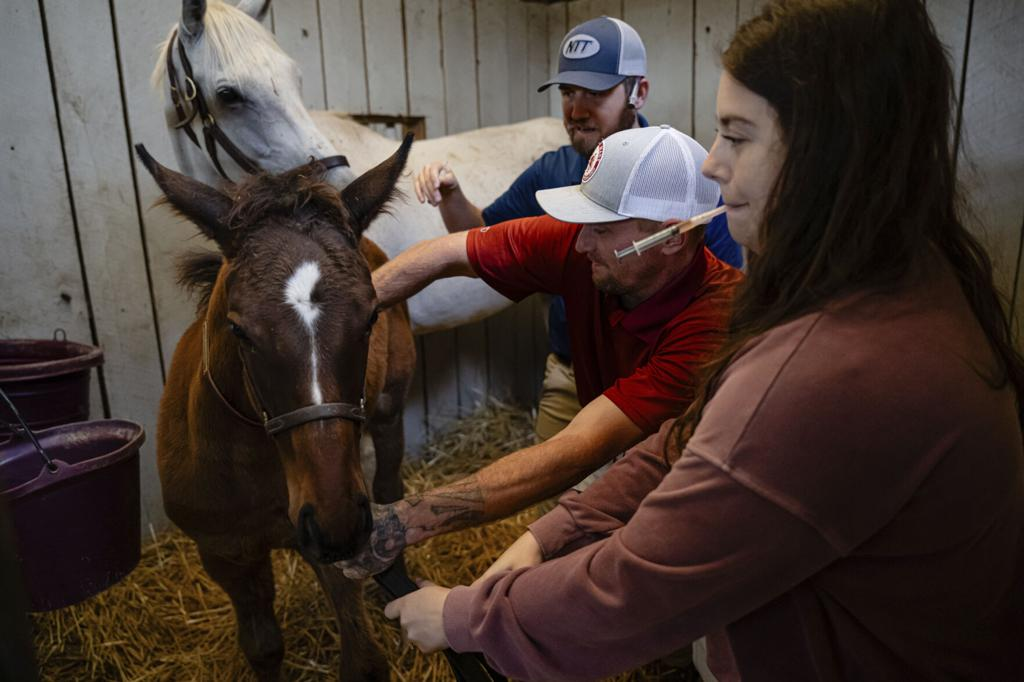 A rotina com os animais é puxada, mas a recompensa é enorme. - Foto: AP News