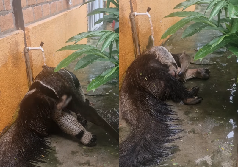 Tamanduá-bandeira invade pousada, toma banho na torneira e encanta hóspedes; vídeo A tamanduá-bandeira Dalila já é figurinha carimbada nessa pousada no Mato Grosso. - Foto: @pousadapantanalnorte/Instagram